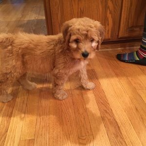 Meet your Posher, Evan